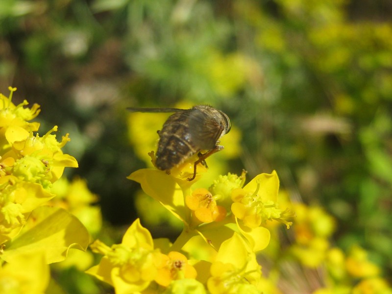 identificazione